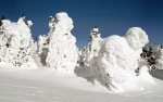 Fun snow covered trees
